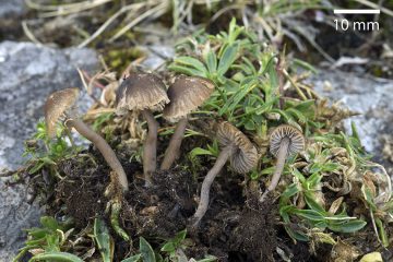 Dermoloma hygrophorus