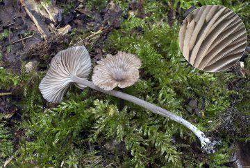 Entoloma caesiocinctum