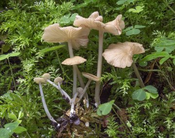 Entoloma lividocyanulum