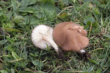 Entoloma roseum