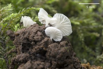 Entoloma sp.