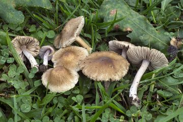Inocybe griseolilacina