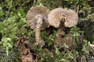 Inocybe hystrix