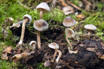 Inocybe petiginosa