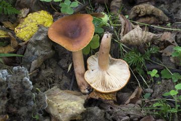 Lactarius fulvissimus