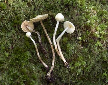 Lepiota subalba