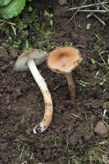 Limacella glioderma