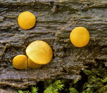 Miladina lechithina