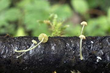 Mycena acicula