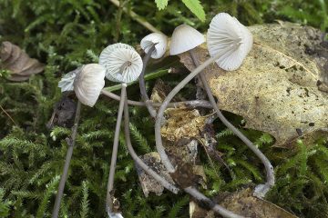 Mycena galopus