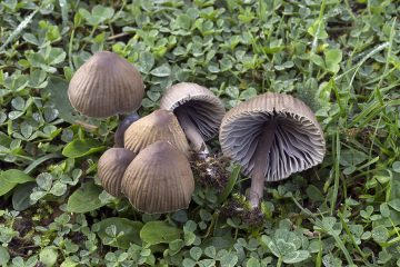Mycena sp.