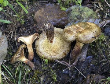 Paxillus rubicundulus