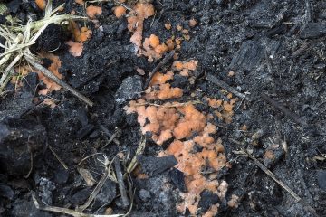 Pyronema domesticum