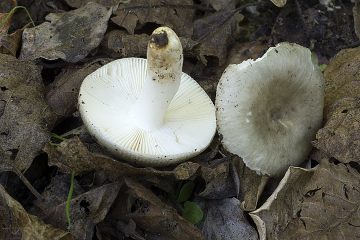 Russula grisea