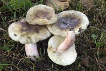 Russula violeipes