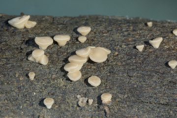 Tatraea dumbirensis