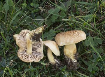 Tricholoma hemisulphureum
