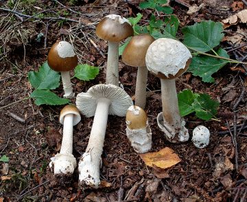 Amanita betulae