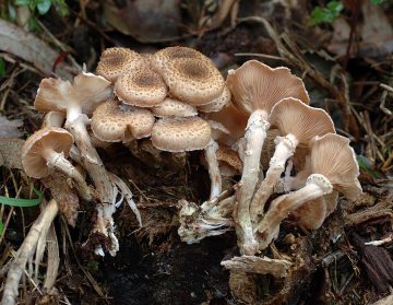 Armillaria ostoyae