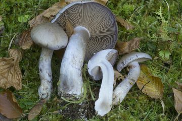 Cortinarius largus