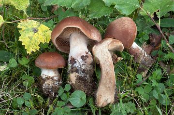 Cortinarius subbalaustinus.