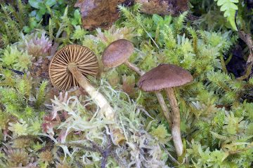 Cortinarius tubarius