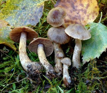 Cortinarius valgus