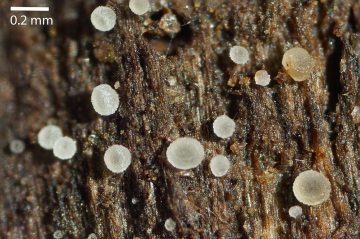 Hyaloscypha minuta