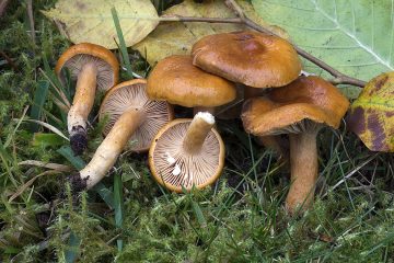 Lactarius aurantiacus