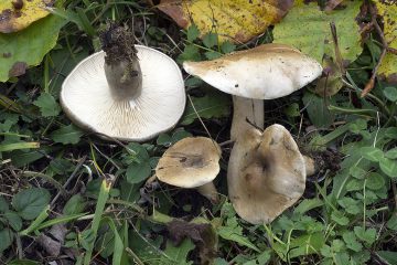 Lactarius fluens