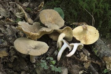 Lactarius pterosporus