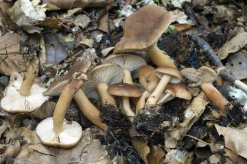 Lactarius subdulcis