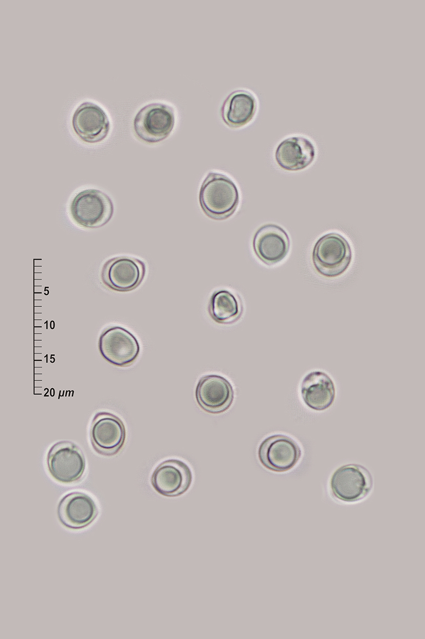 Meripilus Spore Meripilus giganteus (Pers.) P. Karst. • CEMAS Orden Polyporales