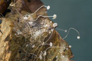 Mycena capillaris