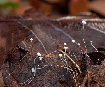 Mycena polyadelpha