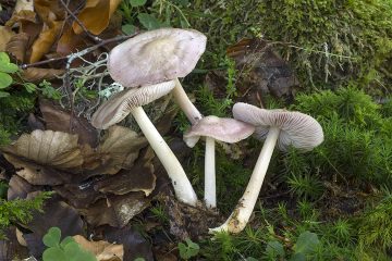 Mycena rosea