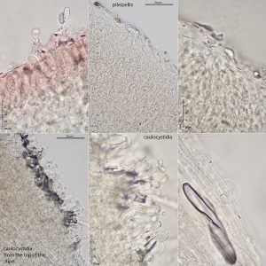 Myochromella inolens