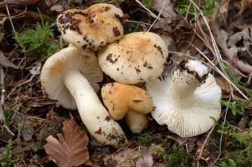 Russula fellea