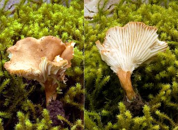 Bonomyces sinopicus