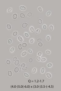Cerrena unicolor
