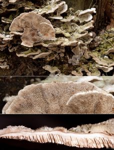Cerrena unicolor