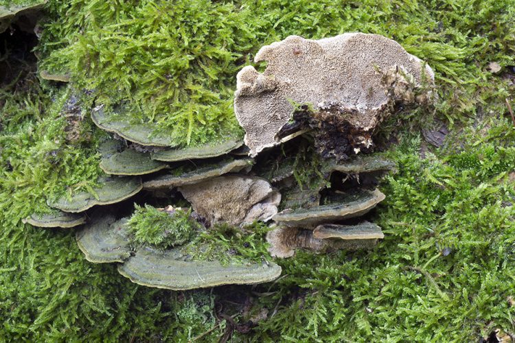 Cerrena unicolor