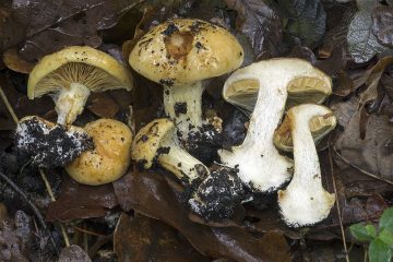 Cortinarius humolens