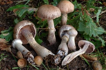 Cortinarius torvus