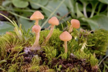 Galerina graminea