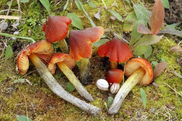 Hygrocybe conicoides