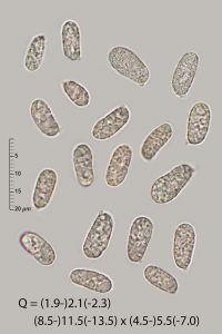 Hygrocybe conicoides 