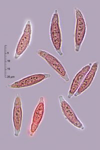 Hypomyces tulasneanus