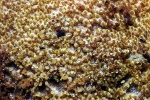Hypomyces tulasneanus