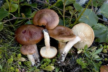 Lactarius rufus